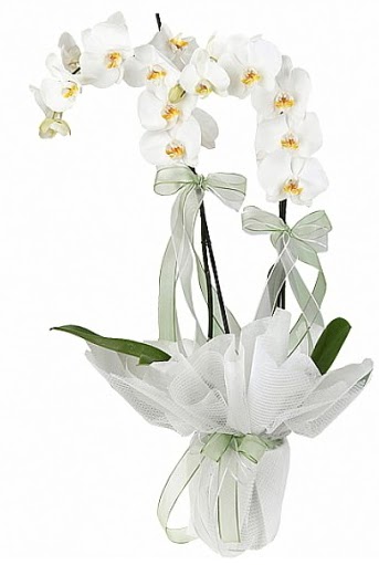 ift Dall Beyaz Orkide  Batkent Ankara anneler gn iek yolla 