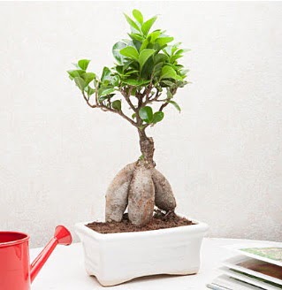 Exotic Ficus Bonsai ginseng  Batkent Ankara iek servisi , ieki adresleri 