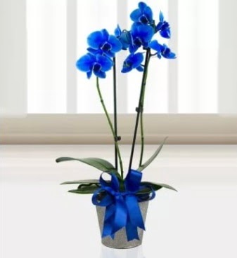 ift dall mavi orkide  Batkent Ankara iek sat 