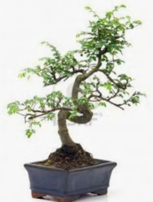 S gvde bonsai minyatr aa japon aac  Batkent Ankara iek sat 
