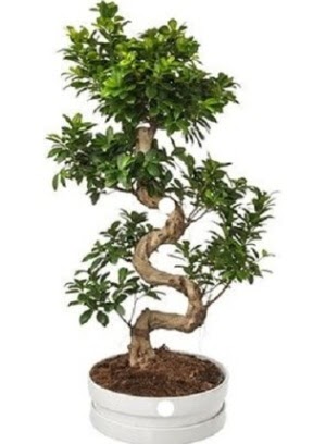 90 cm ile 100 cm civar S peyzaj bonsai  Batkent Ankara iek gnderme sitemiz gvenlidir 