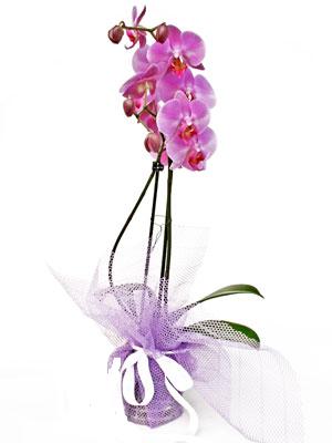  Batkent Ankara anneler gn iek yolla  Kaliteli ithal saksida orkide