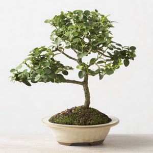 ithal bonsai saksi iegi  Batkent Ankara iek online iek siparii 