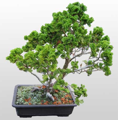 ithal bonsai saksi iegi  Batkent Ankara nternetten iek siparii 