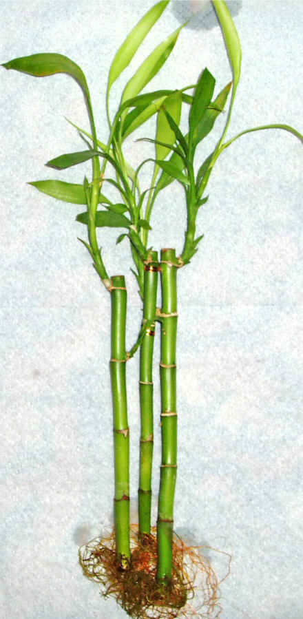 Lucky Bamboo 3 adet vazo hediye edilir   Batkent Ankara cicek , cicekci 