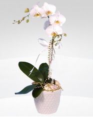 1 dall orkide saks iei  Batkent Ankara online ieki , iek siparii 