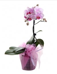 1 dal pembe orkide saks iei  Batkent Ankara kaliteli taze ve ucuz iekler 