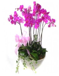9 dal orkide saks iei  Batkent Ankara gvenli kaliteli hzl iek 