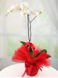 1 dal beyaz orkide saks iei  Batkent Ankara yurtii ve yurtd iek siparii 