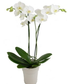 2 dall beyaz orkide  Batkent Ankara uluslararas iek gnderme 
