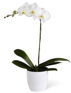 1 dall beyaz orkide  Batkent Ankara 14 ubat sevgililer gn iek 