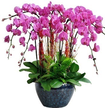 9 dall mor orkide  Batkent Ankara 14 ubat sevgililer gn iek 