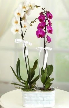 1 mor 1 dal beyaz thal orkide sepet ierisinde  Batkent Ankara iek maazas , ieki adresleri 