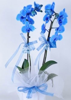 2 dall mavi orkide  Batkent Ankara internetten iek sat 