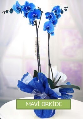 2 dall mavi orkide  Batkent Ankara iekiler 