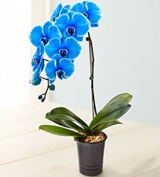 1 dall sper esiz mavi orkide  Batkent Ankara iek maazas , ieki adresleri 