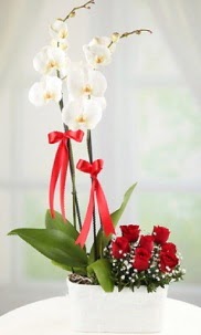 2 dall beyaz orkide ve 7 krmz gl  Batkent Ankara hediye iek yolla 
