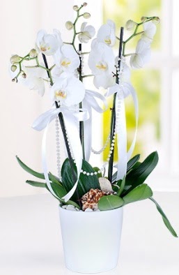 3 dall beyaz orkide  Batkent Ankara iek yolla  