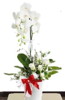 Tek dall beyaz orkide 5 beyaz gl  Batkent Ankara iek siparii sitesi 