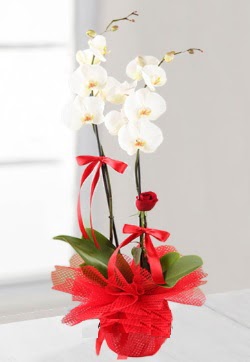 2 dallı beyaz orkide ve 1 adet kırmızı gül  Batıkent Ankara anneler günü çiçek yolla  
