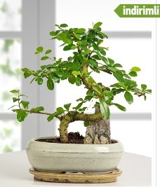 S eklinde ithal gerek bonsai japon aac  Batkent Ankara internetten iek sat 