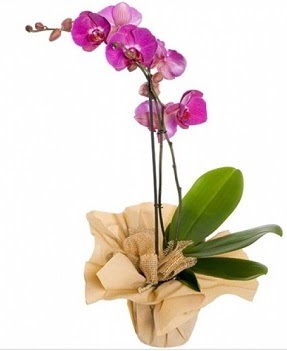 Tek dal mor orkide  Batkent Ankara iek gnderme sitemiz gvenlidir 