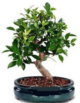 5 yanda japon aac bonsai bitkisi  Batkent Ankara anneler gn iek yolla 