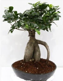 5 yanda japon aac bonsai bitkisi  Batkent Ankara internetten iek sat 