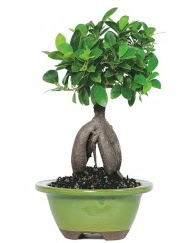 5 yanda japon aac bonsai bitkisi  Batkent Ankara cicek , cicekci 
