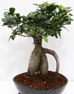 Japon aac bonsai saks bitkisi  Batkent Ankara iek yolla 