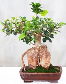 Japon aac bonsai saks bitkisi  Batkent Ankara ucuz iek gnder 