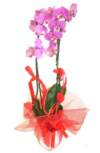 2 dall mor orkide bitkisi  Batkent Ankara iek sat 