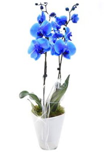 2 dall AILI mavi orkide  Batkent Ankara iek sat 
