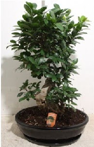 75 CM Ginseng bonsai Japon aac  Batkent Ankara hediye iek yolla 