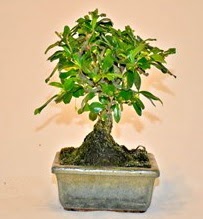 Zelco bonsai saks bitkisi  Batkent Ankara iek servisi , ieki adresleri 
