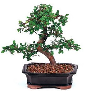 thal bonsai japon aac  Batkent Ankara iek siparii sitesi 