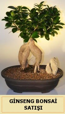 thal Ginseng bonsai sat japon aac  Batkent Ankara iek siparii sitesi 