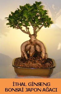 thal japon aac ginseng bonsai sat  Batkent Ankara nternetten iek siparii 