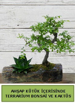 Ahap ktk bonsai kakts teraryum  Batkent Ankara internetten iek siparii 