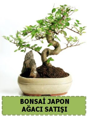 Bonsai japon  aac sat Minyatr thal  Batkent Ankara internetten iek siparii 