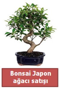 Japon aac bonsai sat  Batkent Ankara iek siparii sitesi 