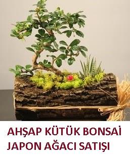 Ahap ktk ierisinde bonsai ve 3 kakts  Batkent Ankara ieki maazas 