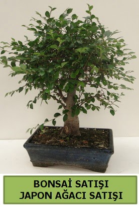 Minyatr bonsai japon aac sat  Batkent Ankara iek gnderme sitemiz gvenlidir 