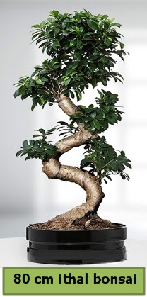 80 cm özel saksıda bonsai bitkisi  Batıkent Ankara çiçekçi telefonları 