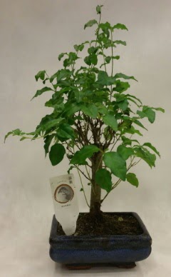 Minyatr bonsai japon aac sat  Batkent Ankara ieki telefonlar 