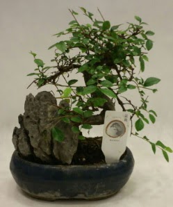 thal 1.ci kalite bonsai japon aac  Batkent Ankara iek sat 