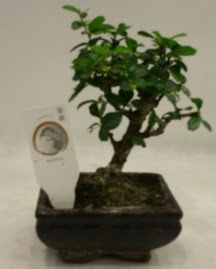 Kk minyatr bonsai japon aac  Batkent Ankara iek gnderme 