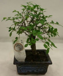Minyatr ithal japon aac bonsai bitkisi  Batkent Ankara iek sat 