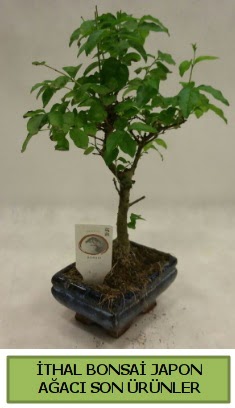 thal bonsai japon aac bitkisi  Batkent Ankara hediye sevgilime hediye iek 