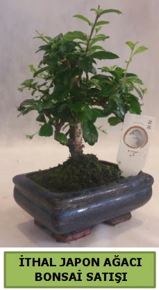 thal japon aac bonsai bitkisi sat  Batkent Ankara ieki telefonlar 
